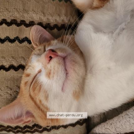 Photo 1/1 Shanks Chat lost in Etampes