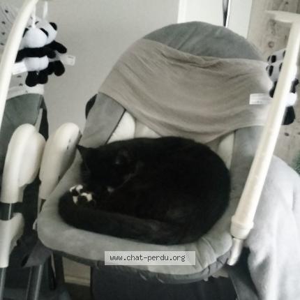 Photo 1/1 Saphir Chat lost in Port jerome sur seine