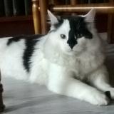Picture of cat lost at Montmagny