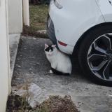 Picture of cat found at Tournan En Brie