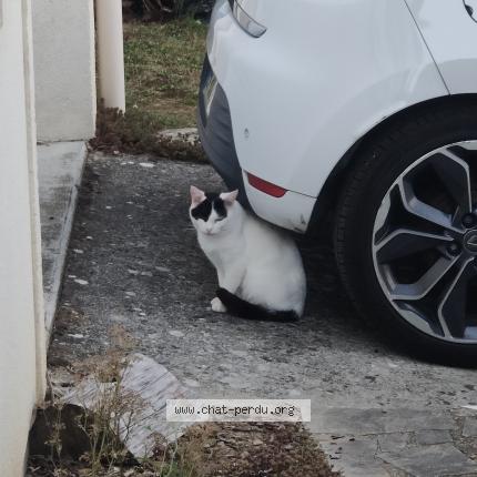 Photo 1/1 Found cat Found in Tournan en brie