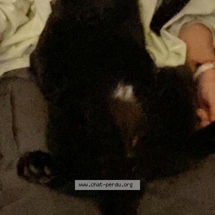 Photo 1/1 Guizmo Chat lost in Biarritz