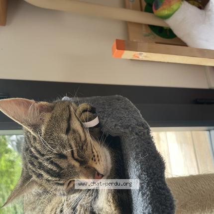 Photo 1/1 Uguette Chat lost in Treillieres