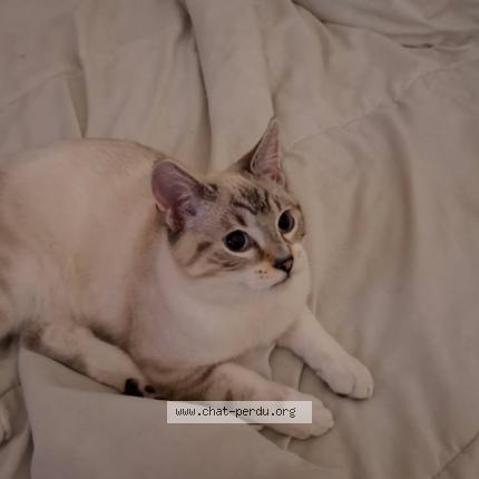 Photo 1/1 ninja Chat lost in Franconville