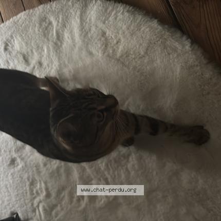 Photo 1/1 Nala Chat lost in Rennes