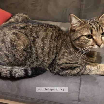 Photo 1/1 Pilou Chat lost in Six fours les plages