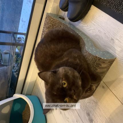 Photo 1/1 Odyss&eacute;e Chat lost in Bussac sur charente