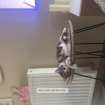 Photo 1/1 Nibi Chat lost in Bron