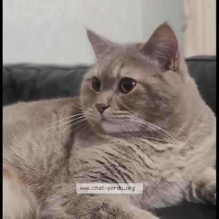 Photo 1/1 Tochka Chat lost in Le mans