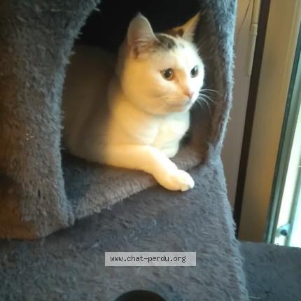 Photo 1/1 Milky Chat lost in Saint laurent du pont