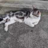 Picture of cat found at Drancy
