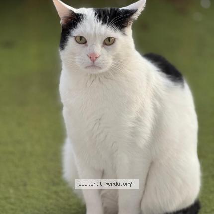 Photo 1/1 Sans nom Chat lost in Rueil malmaison