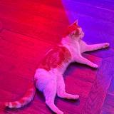 Picture of cat found at Paris