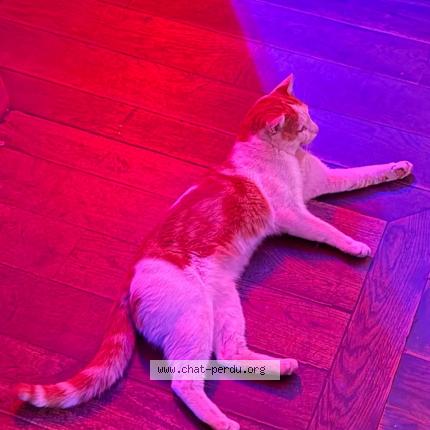 Photo 1/1 Found cat Found in Paris