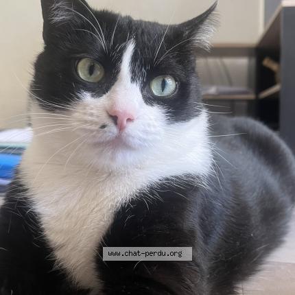 Photo 1/1 Piama Chat lost in Saint martin de valgalgues