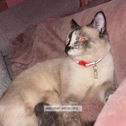 Photo 1/4 Nami Chat lost in Lille