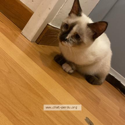 Photo 2/4 Nami Chat lost in Lille