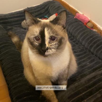 Photo 4/4 Nami Chat lost in Lille