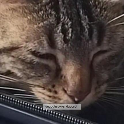 Photo 1/1 Caline Chat lost in Boulange