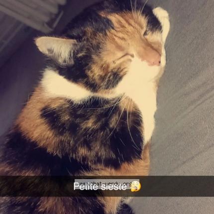 Photo 1/1 Amelia Chat lost in Montivilliers