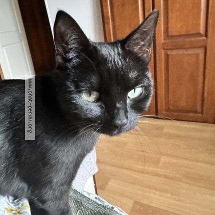 Photo 1/1 Yoko Chat lost in Fresnoy le luat