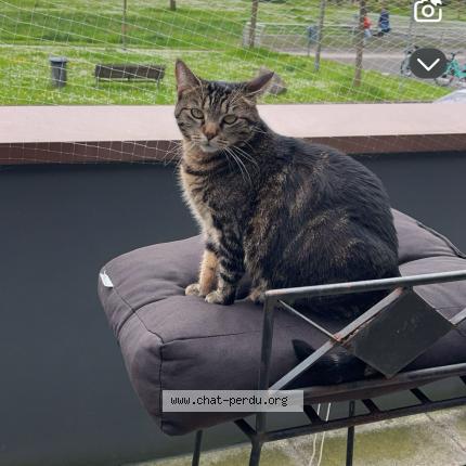 Photo 1/1 Arya Chat lost in Villeneuve d ascq