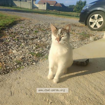 Photo 1/1 Vanille Chat lost in Mourenx