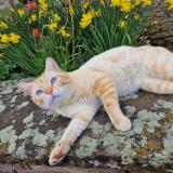 Picture of cat lost at Wiesviller