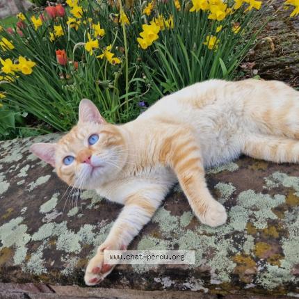 Photo 1/1 Olaf Chat lost in Wiesviller