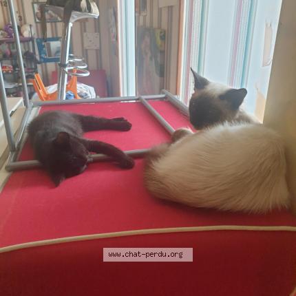 Photo 1/1 Matou Chat lost in Doyet