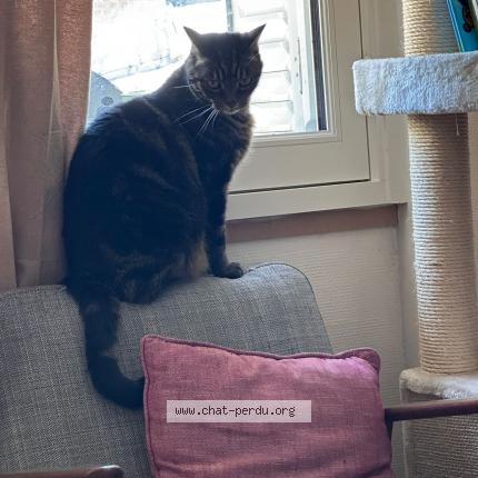 Photo 1/2 SMITHI Chat lost in Vendome