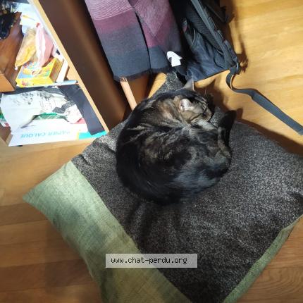 Photo 2/2 SMITHI Chat lost in Vendome