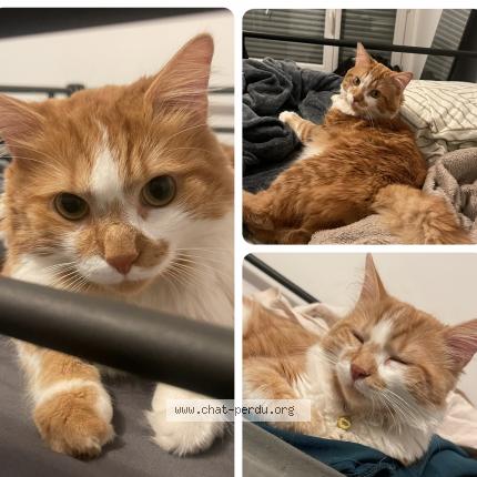 Photo 1/1 Naoki Chat lost in Paris