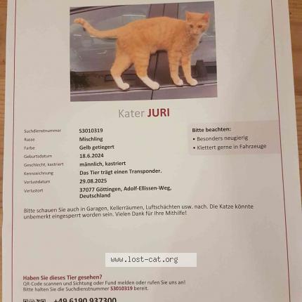 Photo 1/1 Cat reunited Lost in Gottingen