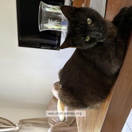 Photo 1/1 ninho Chat lost in Frejus