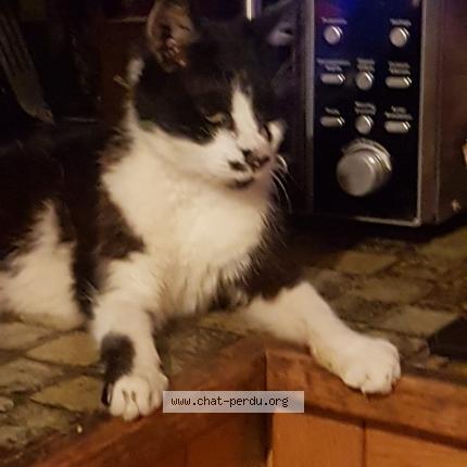 Photo 1/1 MITENE Chat lost in Vaujours