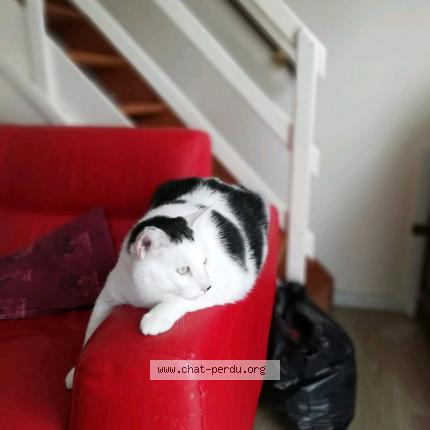 Photo 1/1 Cat reunited Lost in Mouen