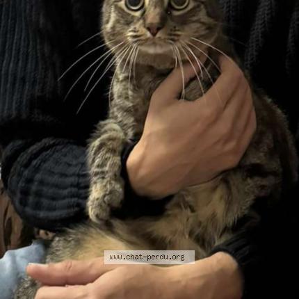 Photo 1/1 Tyger Chat lost in Strasbourg