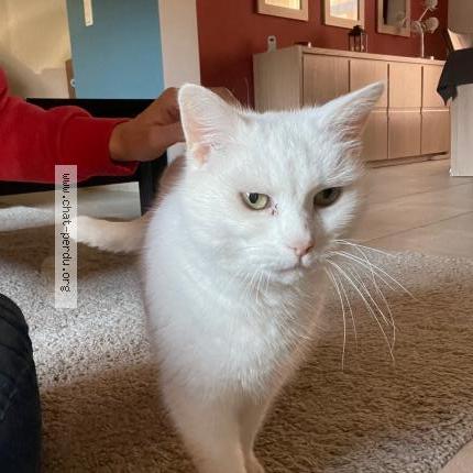 Photo 1/1 Blanchette Chat lost in Bouffioulx