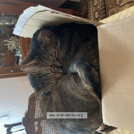 Photo 1/2 Simba Chat lost in Brest 29200