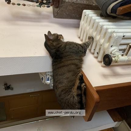 Photo 2/2 Simba Chat lost in Brest 29200