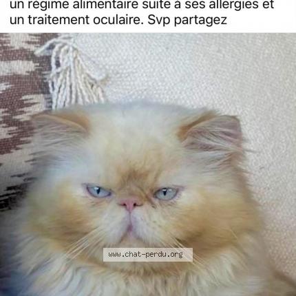 Photo 1/1 Gorbio Chat lost in Menton