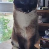 Picture of cat lost at Beziers