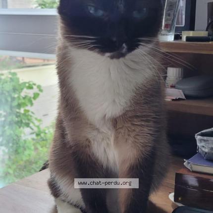 Photo 1/1 Pompidou Chat lost in Beziers