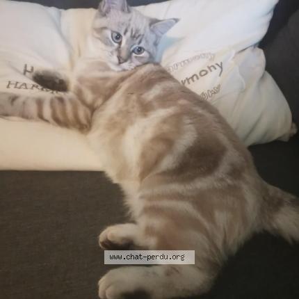 Photo 1/1 Lova Chat lost in St jean de liversay