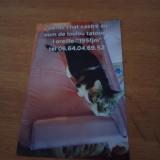 Picture of cat lost at Saint Eloy Les Mines