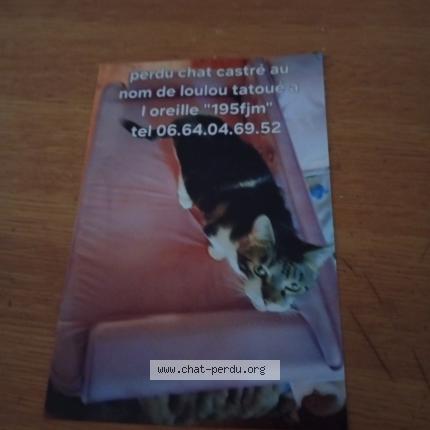 Photo 1/1 Loulou Chat lost in Saint eloy les mines