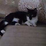 Picture of cat lost at Douchy Les Mines