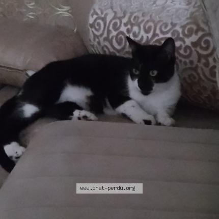 Photo 1/1 Taj&iacute;n Chat lost in Douchy les mines