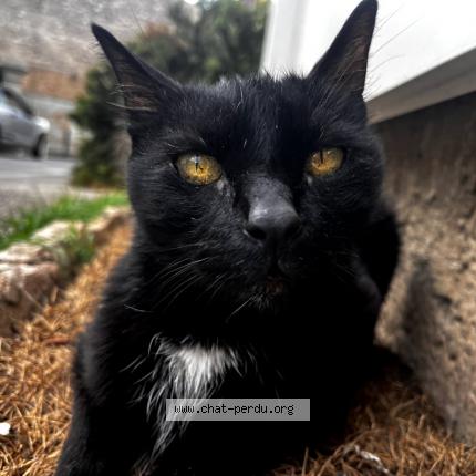 Photo 1/1 Chichouna Chat lost in Marseille